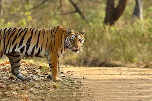 Kanha Tiger Reserve image