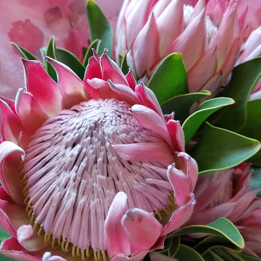 Florist «Fountain Of Flowers And Gifts», reviews and photos, 101 Devoe St, Lone Tree, IA 52755, USA