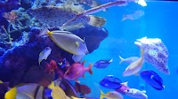 蒲郡市竹島水族館
