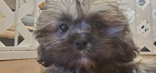 Pet Store «Fairwood Pet Center», reviews and photos, 14201 SE Petrovitsky Rd, Renton, WA 98058, USA