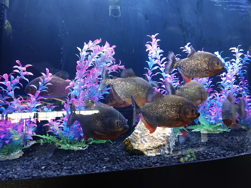 Tropical Fish Store «Aquarium Adventure Superstore», reviews and photos, 3649 Fishinger Blvd, Hilliard, OH 43026, USA