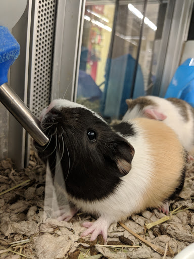 Pet Supply Store «Petco Animal Supplies», reviews and photos, 1018 Mt Prospect Plaza, Mt Prospect, IL 60056, USA