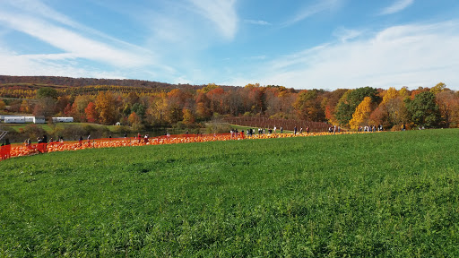 Tourist Attraction «Sunflower Maze», reviews and photos, South St, Middlefield, CT 06455, USA