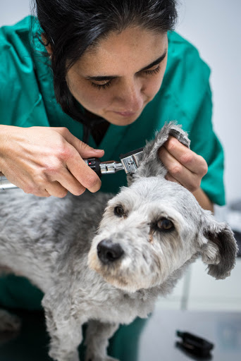 Hospitales y veterinarios de urgencia en Tordera de 2024