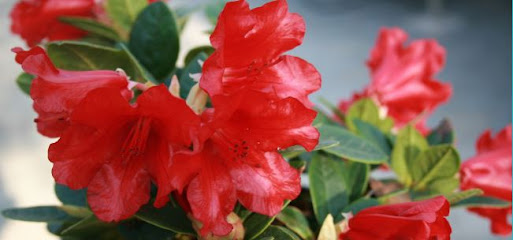 Rhodo Roskilde ApS - Rhododendron Planteskole