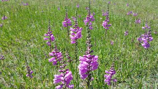 Park «Trophy Club Park», reviews and photos, 2885 Trophy Park Dr, Trophy Club, TX 76262, USA