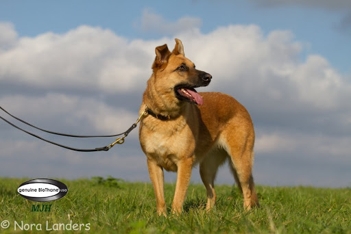 MJH® Hunde Shop unter Sagard, 
