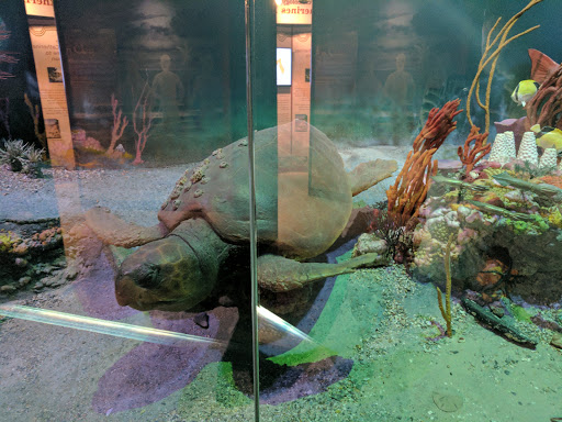 Natural History Museum «Fernbank Museum of Natural History», reviews and photos, 767 Clifton Rd, Atlanta, GA 30307, USA