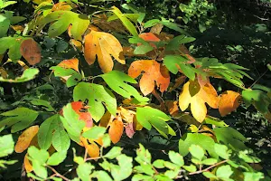 Compton Gardens and Arboretum image