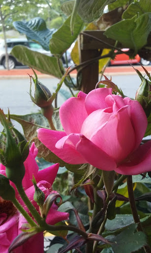 Grocery Store «Super Stop & Shop», reviews and photos, 446 Putnam Pike, Greenville, RI 02828, USA