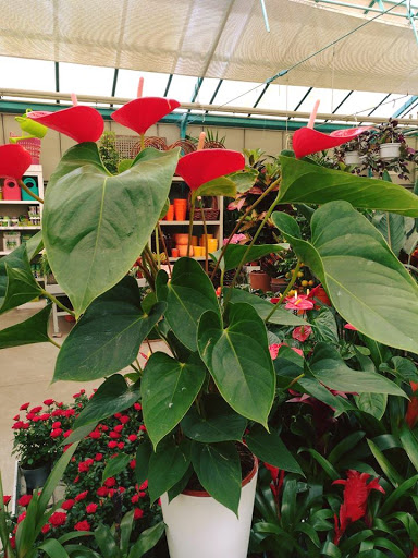 Casla Jardinería y Paisajismo