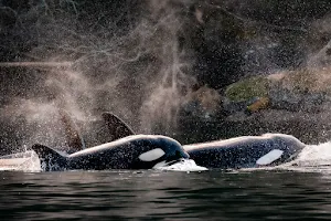 Vancouver Island Whale Watch image