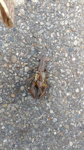 Pet Store «Petland», reviews and photos, 920 Hebron Rd, Heath, OH 43056, USA