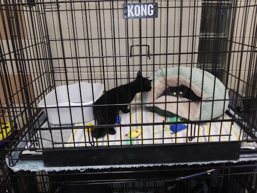 Animal Protectors of Allegheny Valley