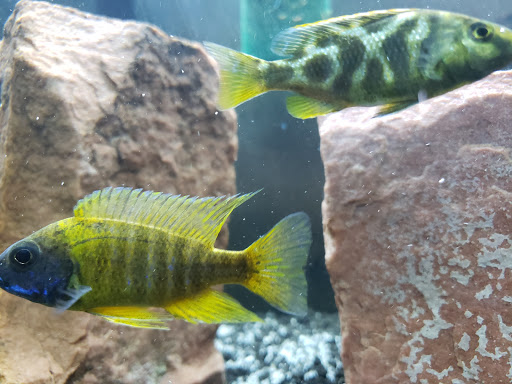 Pet Store «Woofs & Waves», reviews and photos, 5426 Arrowhead Pkwy E, Sioux Falls, SD 57110, USA