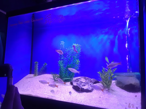 Tropical Fish Store «Tropi-Quatics Pet Center», reviews and photos, 337 S Main St, Lombard, IL 60148, USA