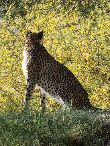 Zoo «The Living Desert Zoo & Gardens», reviews and photos, 47900 Portola Ave, Palm Desert, CA 92260, USA