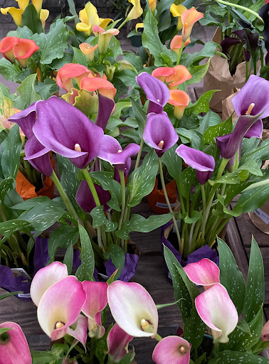 Garden Center «Dragonfly Farms», reviews and photos, 966 Kuser Rd, Trenton, NJ 08619, USA