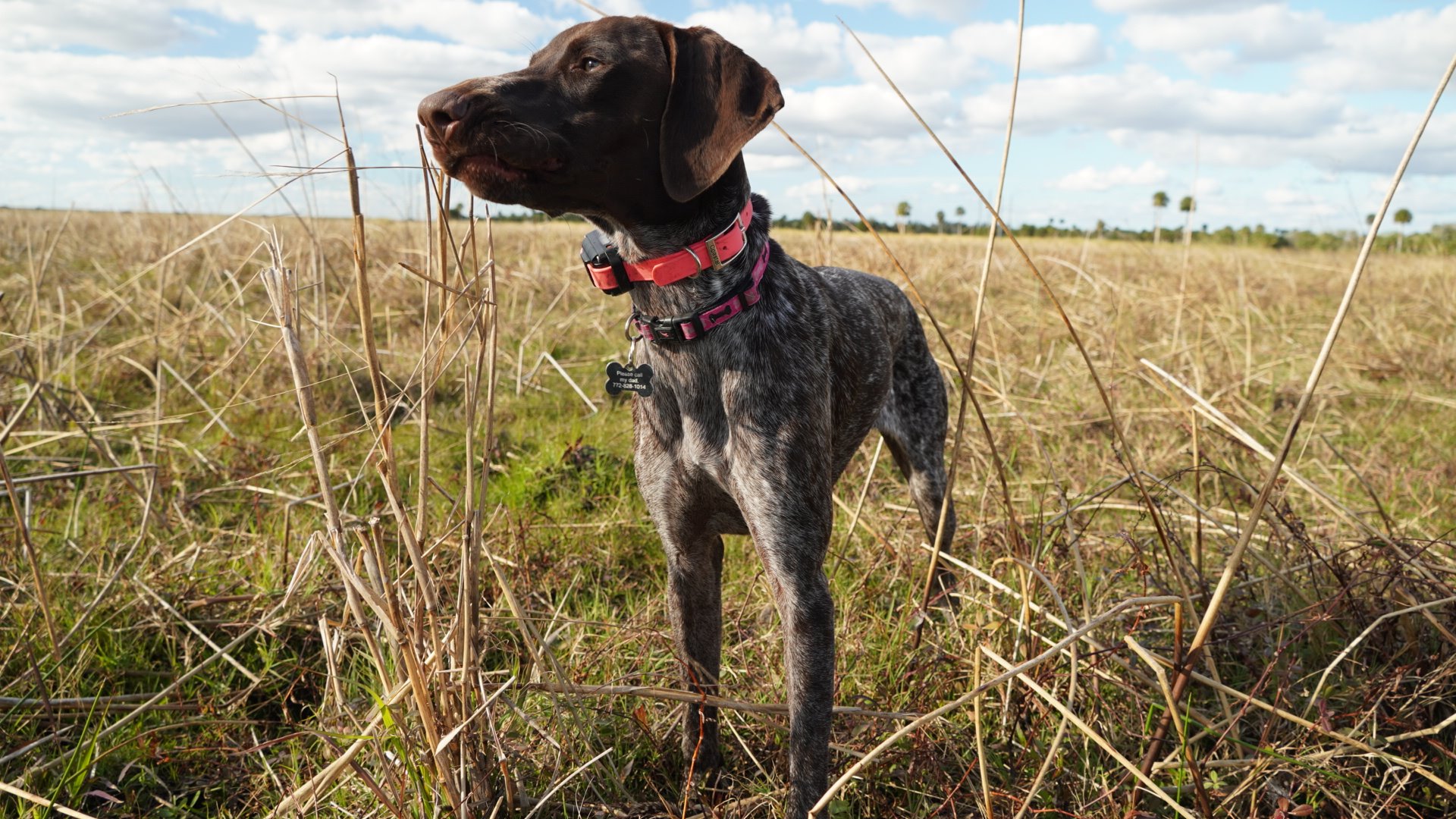 Outland K9 Dog Training