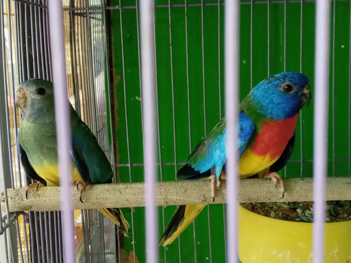 Pet Store «Inez Pet Shop», reviews and photos, 3825 Whittier Blvd, Los Angeles, CA 90023, USA