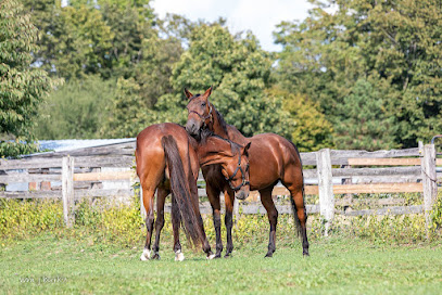 MaryLand - A Haven for Horses