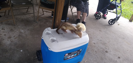 Animal Rescue Service «Nanny’s Educational Zoo And Rescue», reviews and photos, 1139 Livingston Rd, Lutz, FL 33559, USA