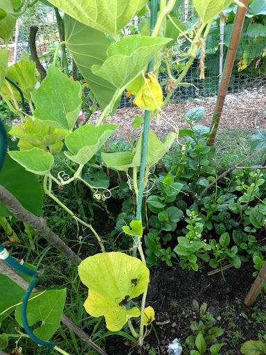 Community garden Greensboro