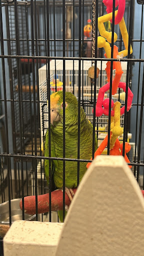 Pet Store «Animart Pets», reviews and photos, 2813 Veterans Memorial Hwy SW, Austell, GA 30168, USA