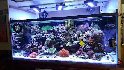 Sho Tank Aquariums