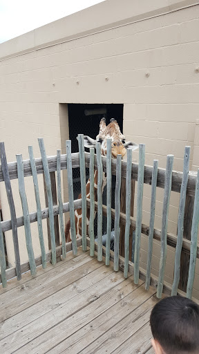 Zoo «Frank Buck Zoo», reviews and photos, 1000 W California St, Gainesville, TX 76240, USA