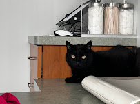 The Cat Care Clinic - Photo 3 - Car repair in Orange, CA, Anaheim