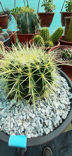 Opiniones de Cactus oro verde en Paine - Centro de jardinería