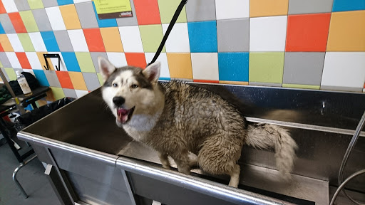 Pet Supply Store «Unleashed by Petco», reviews and photos, 515 El Camino Real #120, Menlo Park, CA 94025, USA