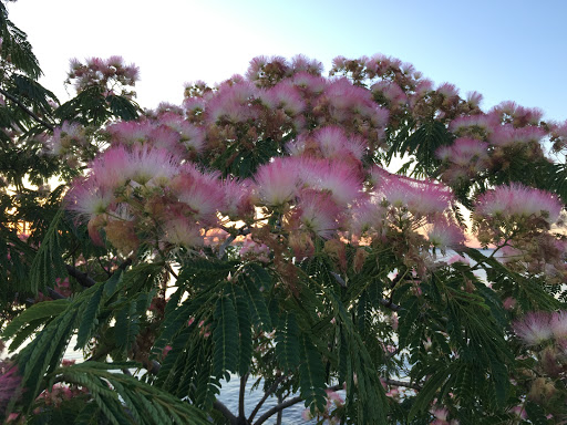 Park «Little Bay Park», reviews and photos, Cross Island Pkwy, Whitestone, NY 11357, USA