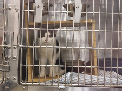 Pet Supply Store «PetSmart», reviews and photos, 4500 Mitchellville Rd, Bowie, MD 20716, USA