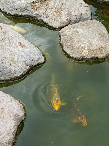 Park «Margaret T. Hance Park», reviews and photos, 67 W Culver St, Phoenix, AZ 85003, USA