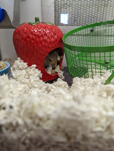 Pet Supply Store «Petco Animal Supplies», reviews and photos, 1250 William D Tate Ave #200, Grapevine, TX 76051, USA