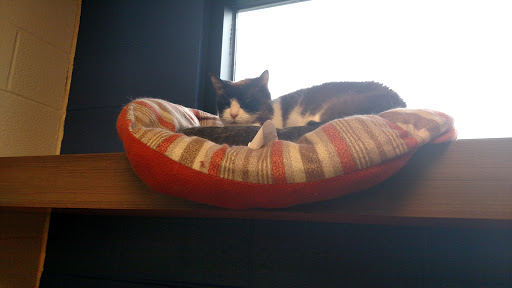 Animal Shelter «One of A Kind Pet Rescue», reviews and photos, 1929 W Market St, Akron, OH 44313, USA