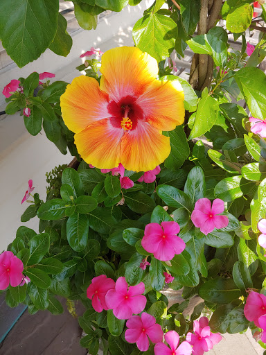 Shopping Mall «Independence Mall», reviews and photos, 1601 Concord Pike #22, Wilmington, DE 19803, USA