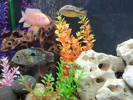 Tropical Fish Store «Fishland», reviews and photos, 13155 Westheimer Rd #114, Houston, TX 77077, USA