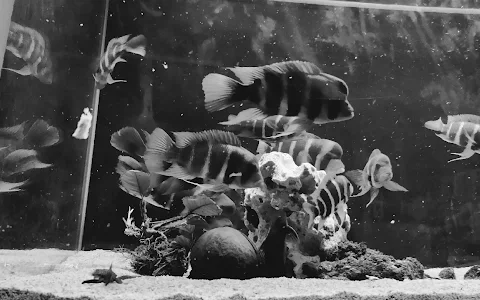 Locafish Aquarium image