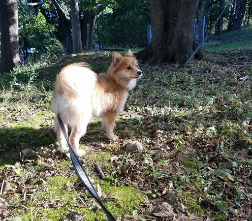 Park «Brookdale Park», reviews and photos, 473 Watchung Ave, Bloomfield, NJ 07003, USA