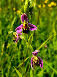 Photo n°16 de Observatoire ornithologique de Chantecoq à Giffaumont-Champaubert ()