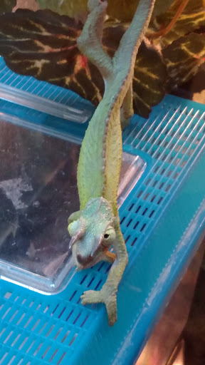 Pet Store «Fish Bowl», reviews and photos, 2117 E Race Ave, Searcy, AR 72143, USA