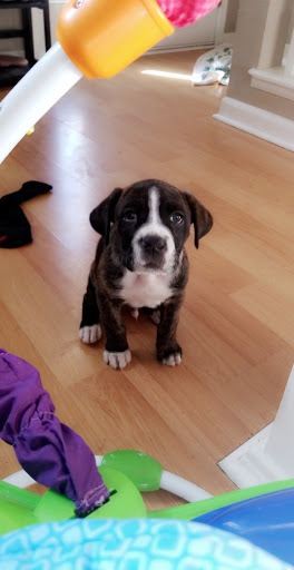 Pet Supply Store «PetSmart», reviews and photos, 4654 Milestone Ln, Castle Rock, CO 80104, USA