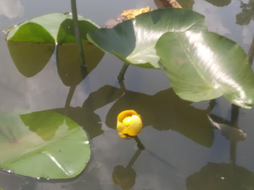 Caterer «Auletto Caterers», reviews and photos, 1849 Cooper St, Deptford Township, NJ 08096, USA