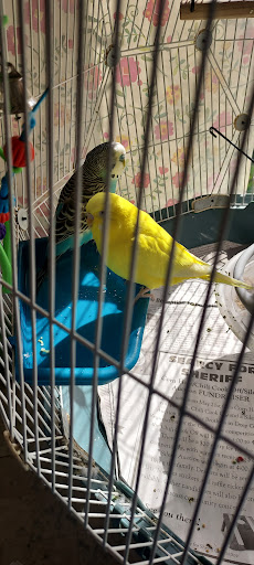 Toy Store «Incredible Toy Co Inc», reviews and photos, 3411 US-321, Blowing Rock, NC 28605, USA