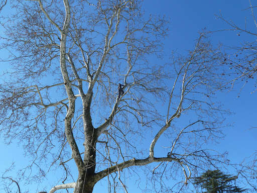 Tree climbing Sem in Tree potatura alberi