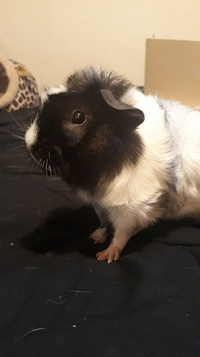 Pet Supply Store «Pet Supplies Plus», reviews and photos, 4505 S 76th St, Greenfield, WI 53220, USA