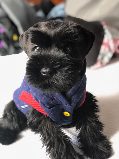 Pet Store «Pet Valu», reviews and photos, 115 Mill Plain Rd, Danbury, CT 06811, USA